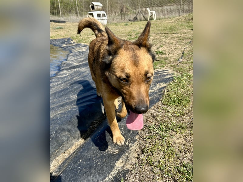 Wunderbare Lola, 3 Jahre alt, ca. 41 cm groß, sucht dich!
