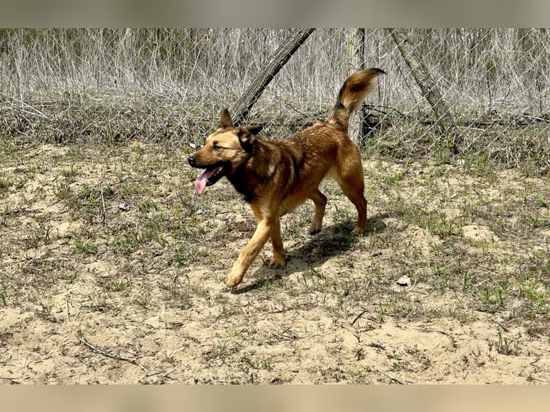 Wunderbare Lola, 3 Jahre alt, ca. 41 cm groß, sucht dich!