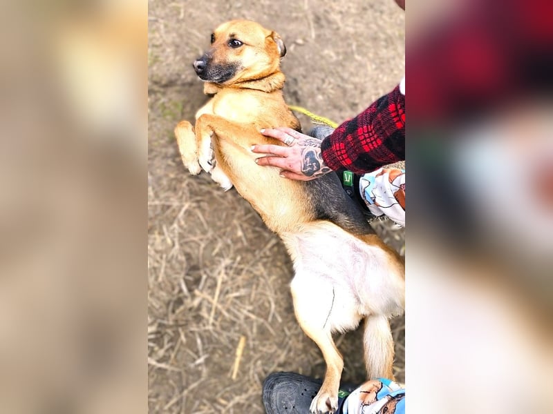 Bella, Hündin, absolut lieb und verschmust