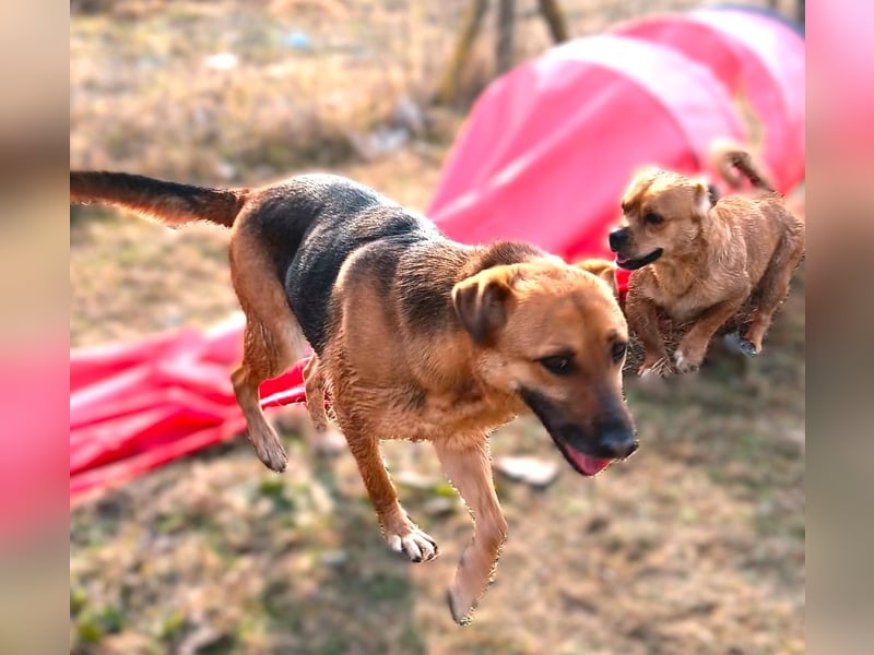 Bella, Hündin, absolut lieb und verschmust