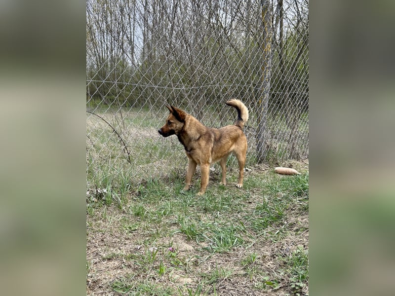 Wunderbare Lola, 3 Jahre alt, ca. 41 cm groß, sucht dich!