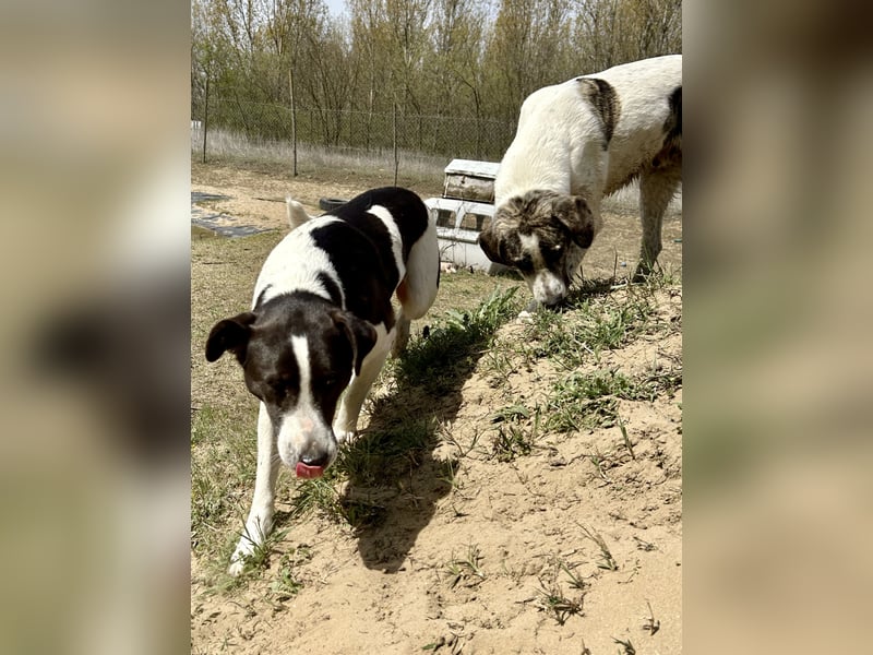 Seit fast 4 Jahren wartet die liebe CUKOR auf ihr Glück....auf IHRE Familie.