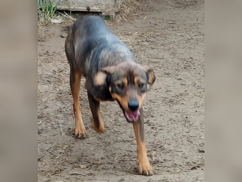 Unsere Herzensdame sucht!