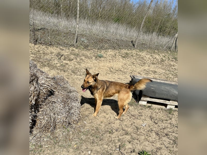 Wunderbare Lola, 3 Jahre alt, ca. 41 cm groß, sucht dich!