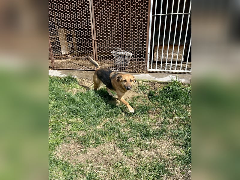 Bella, Hündin, absolut lieb und verschmust