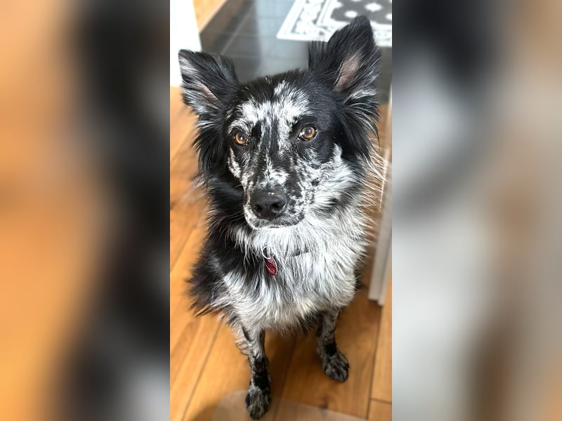  REPA – eine wunderschöne Blue-Merle-Hündin sucht Menschen mit Herz, Geduld und Hundeverstand 
