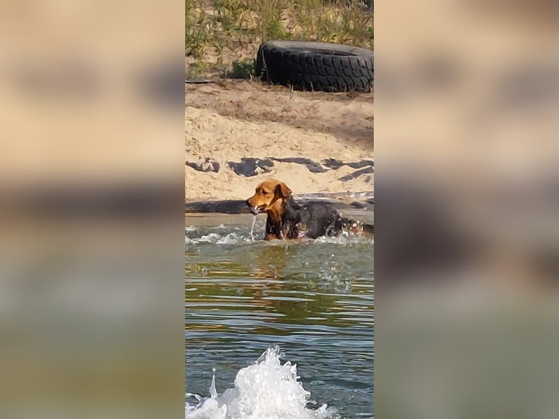 Felix, 1 Jahr alt, sucht seine Familie