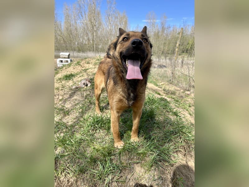 Wunderbare Lola, 3 Jahre alt, ca. 41 cm groß, sucht dich!