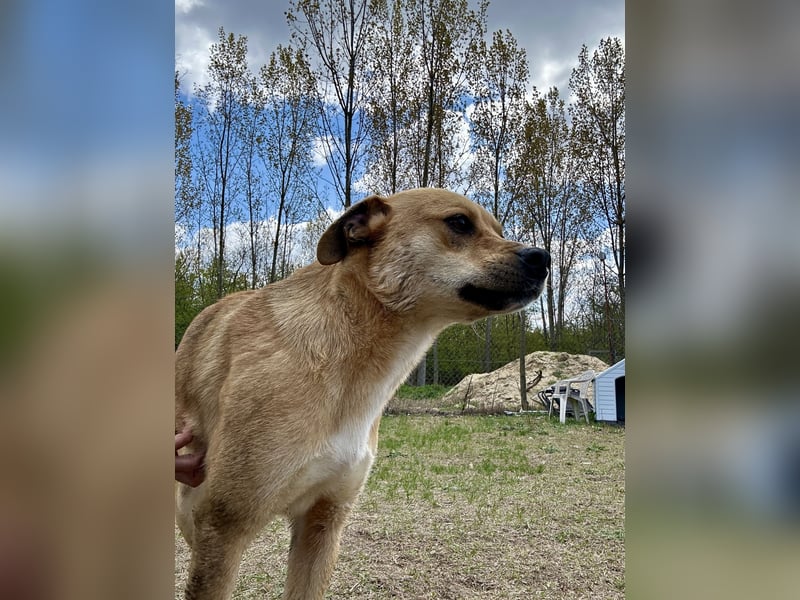 Fredi, Rüde, 3 Jahre ist ein toller Familienhund