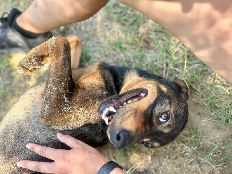 Unsere Herzensdame sucht!