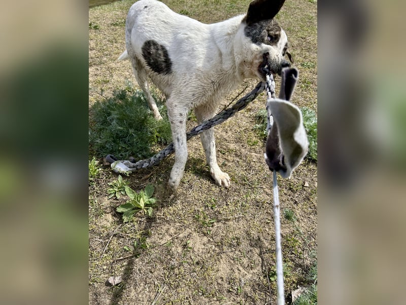 Zeusz, ein toller Hundemann sucht ein Zuhause