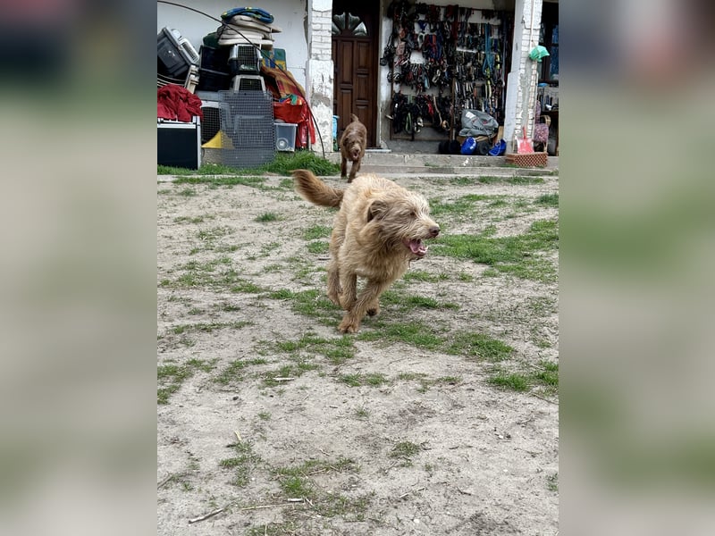Carlie ist ein Schatz und sucht dich!