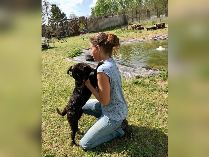 Unsere Traumhündin Dèzi sucht dich!