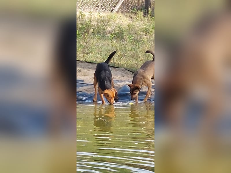 Felix, 1 Jahr alt, sucht seine Familie