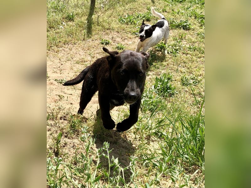 Unsere Traumhündin Dèzi sucht dich!