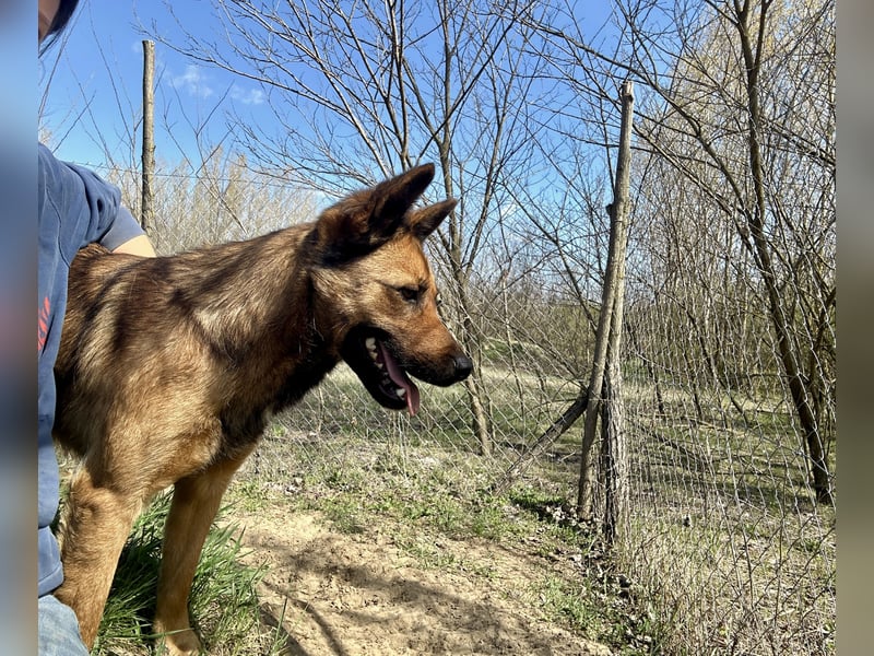 Wunderbare Lola, 3 Jahre alt, ca. 41 cm groß, sucht dich!