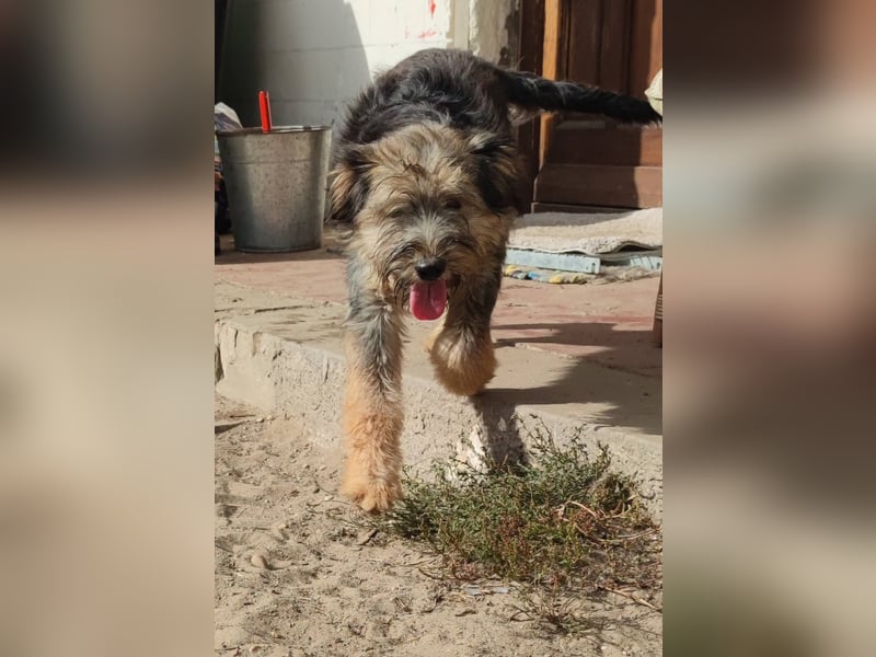 Wunderschöner, süsser DENI sucht ein Zuhause