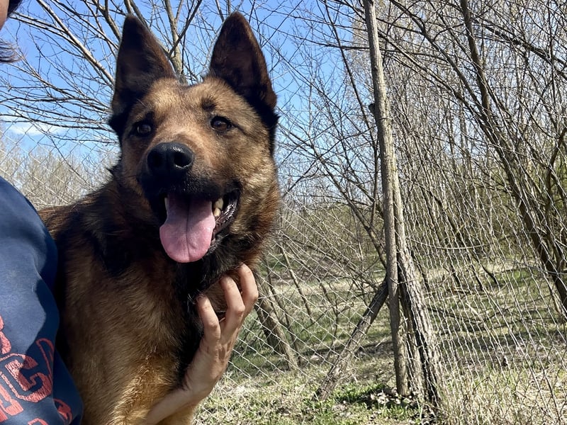 Wunderbare Lola, 3 Jahre alt, ca. 41 cm groß, sucht dich!