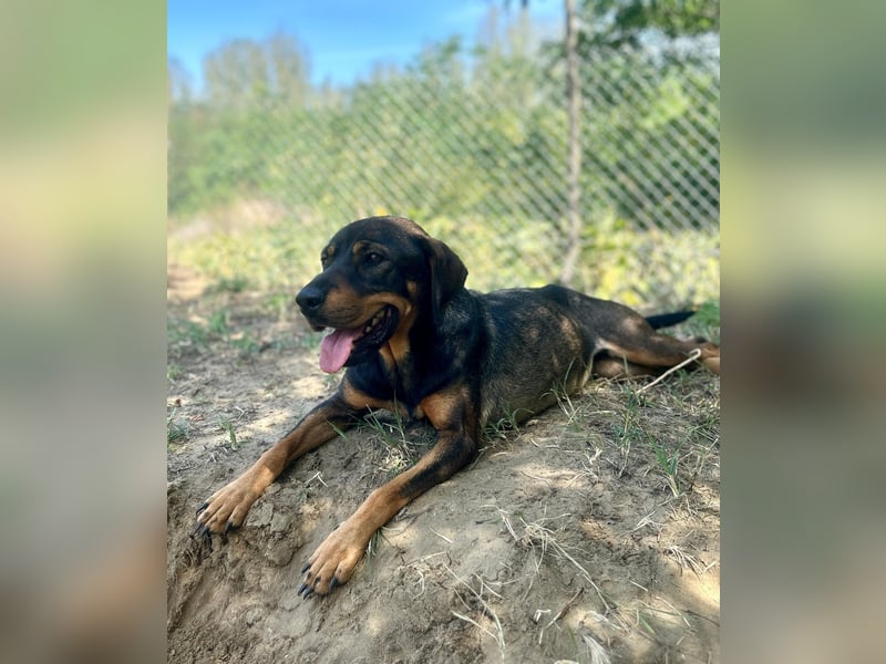 Unsere Herzensdame sucht!