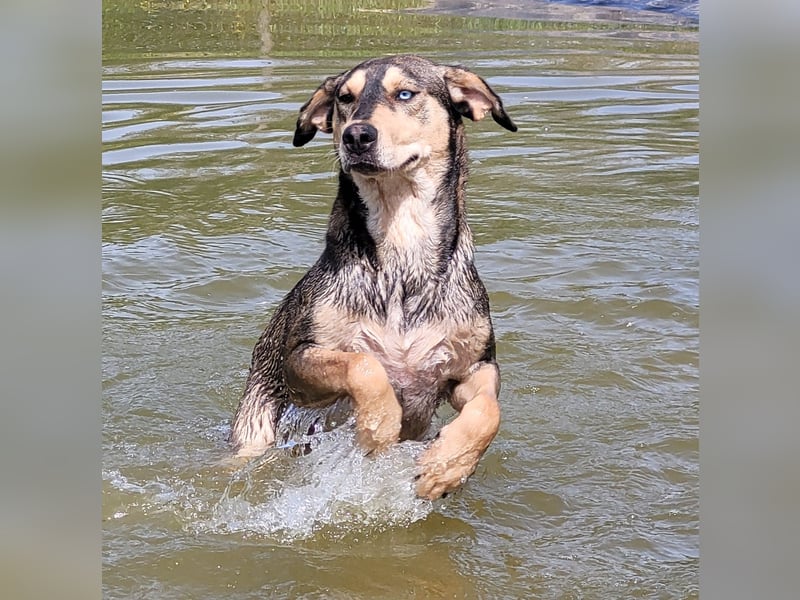 Herzenshund Pluto