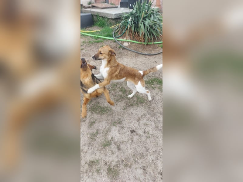 Felix, 1 Jahr alt, sucht seine Familie