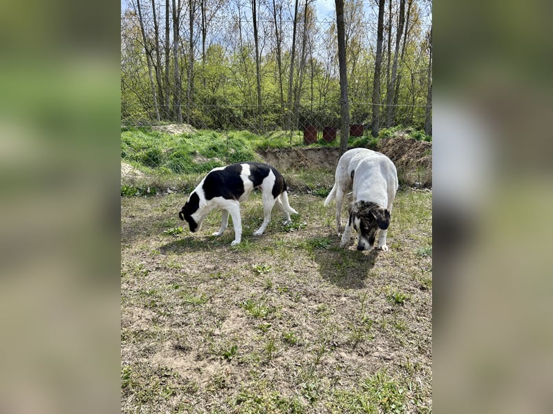 Seit fast 4 Jahren wartet die liebe CUKOR auf ihr Glück....auf IHRE Familie.