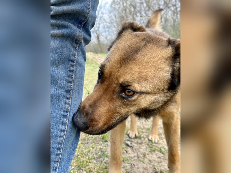 Wunderbare Lola, 3 Jahre alt, ca. 41 cm groß, sucht dich!