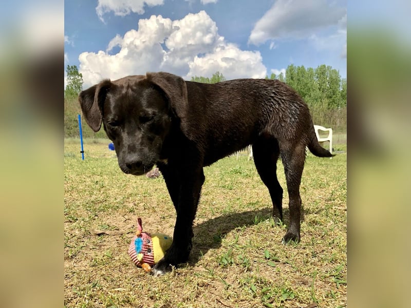 Unsere Traumhündin Dèzi sucht dich!