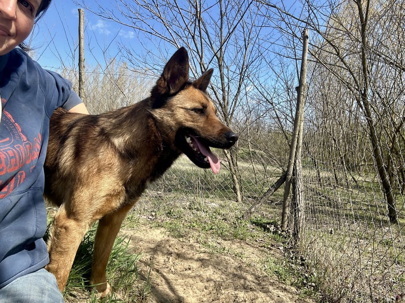 Wunderbare Lola, 3 Jahre alt, ca. 41 cm groß, sucht dich!