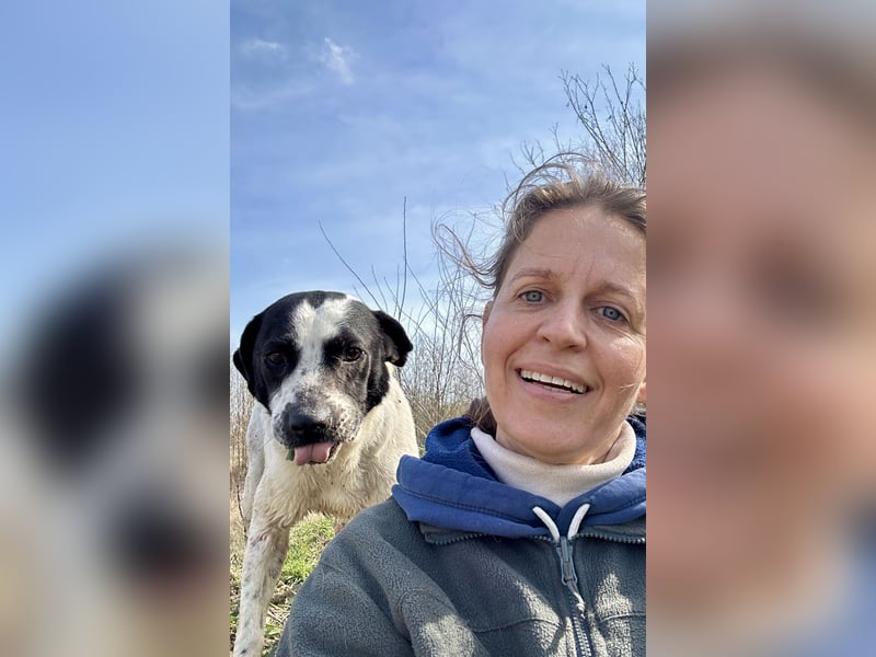 Folti, Rüde sucht seine Familie.