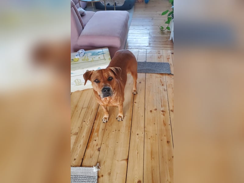 Marla sucht ein neues Zuhause (auf Pflegestelle in Billerbeck)