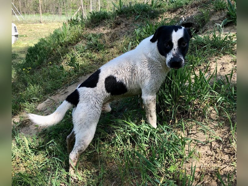 Folti sucht dich!
