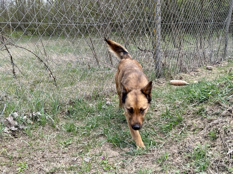 Wunderbare Lola, 3 Jahre alt, ca. 41 cm groß, sucht dich!