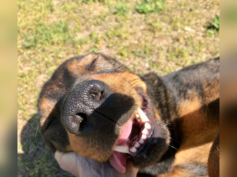 Unsere Herzensdame sucht!