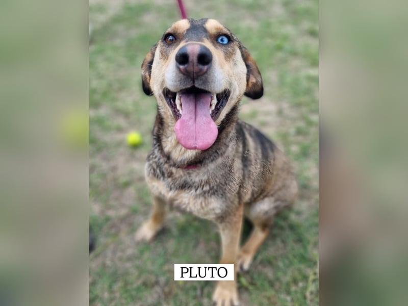 Herzenshund Pluto