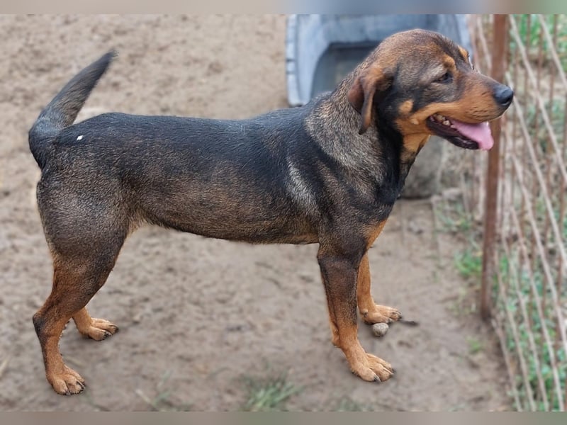 Unsere Herzensdame sucht!