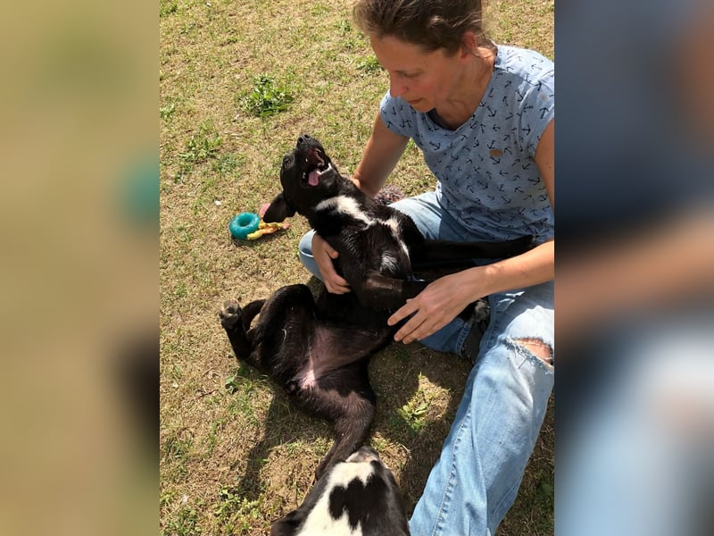 Unsere Traumhündin Dèzi sucht dich!