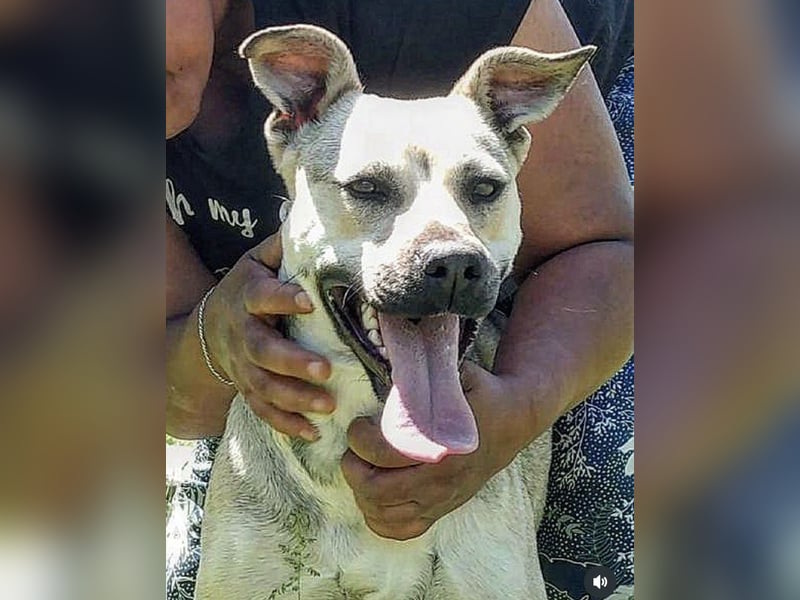 Traumhafte Hündin sucht ein Zuhause