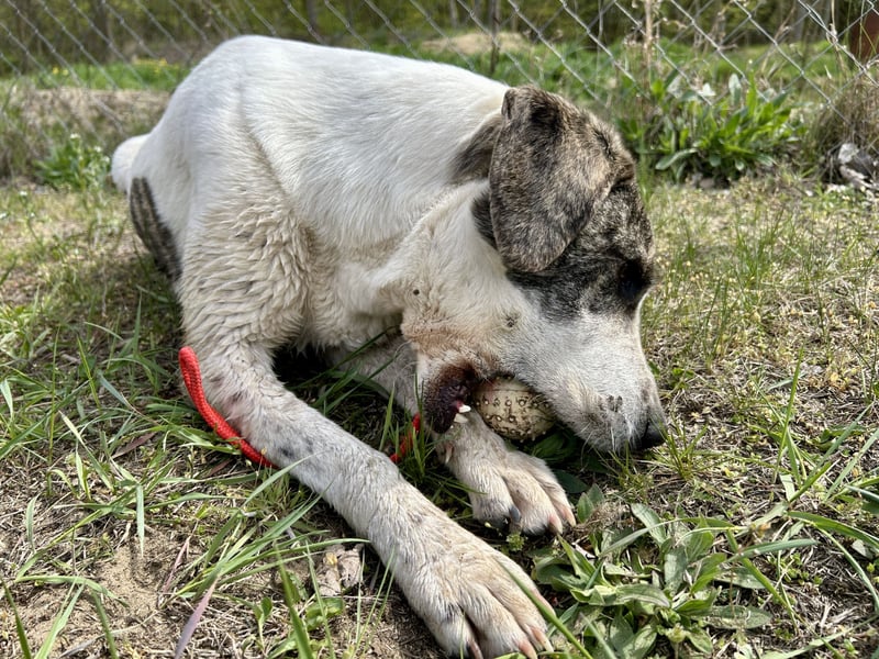 Zeusz, ein toller Hundemann sucht ein Zuhause