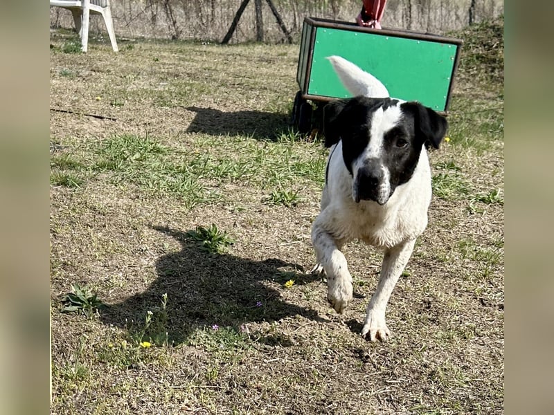 Folti, Rüde sucht seine Familie.