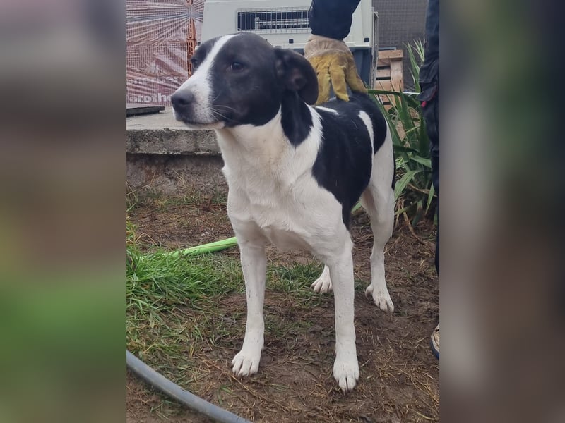 Cukor sucht ihr Glück!