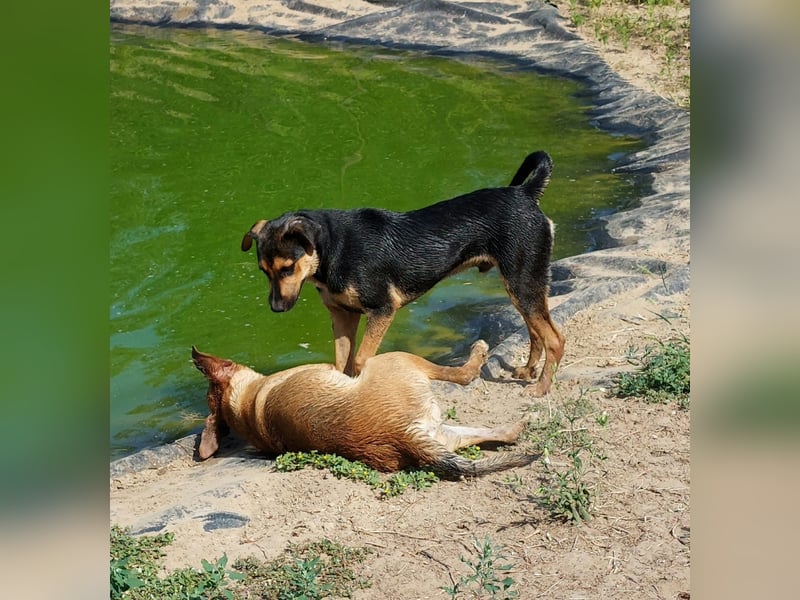 Fredi, Rüde, 3 Jahre ist ein toller Familienhund