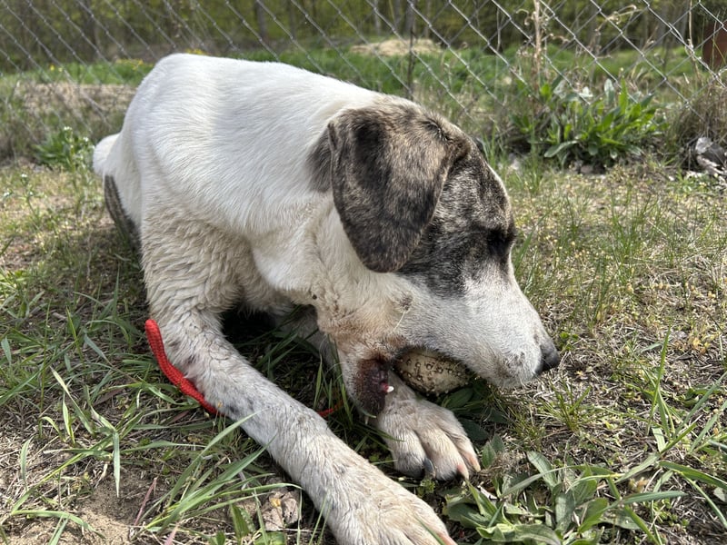 Zeusz, ein toller Hundemann sucht ein Zuhause