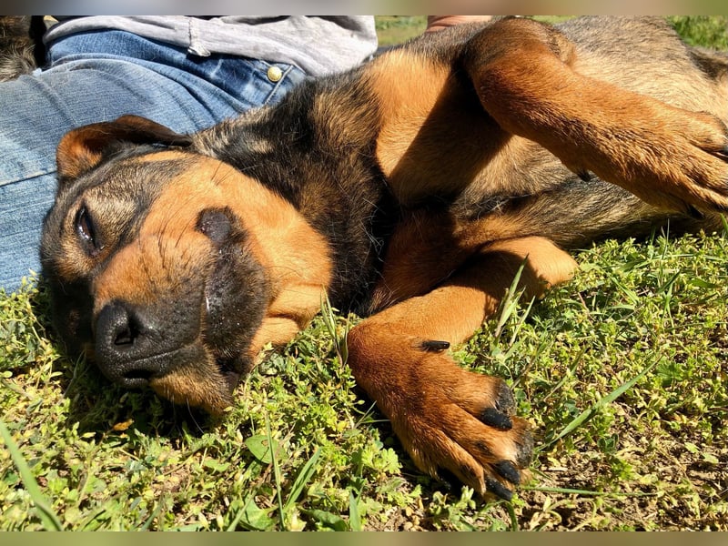 Unsere Herzensdame sucht!