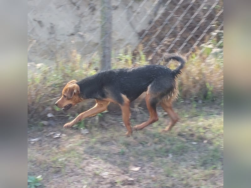 Felix, 1 Jahr alt, sucht seine Familie