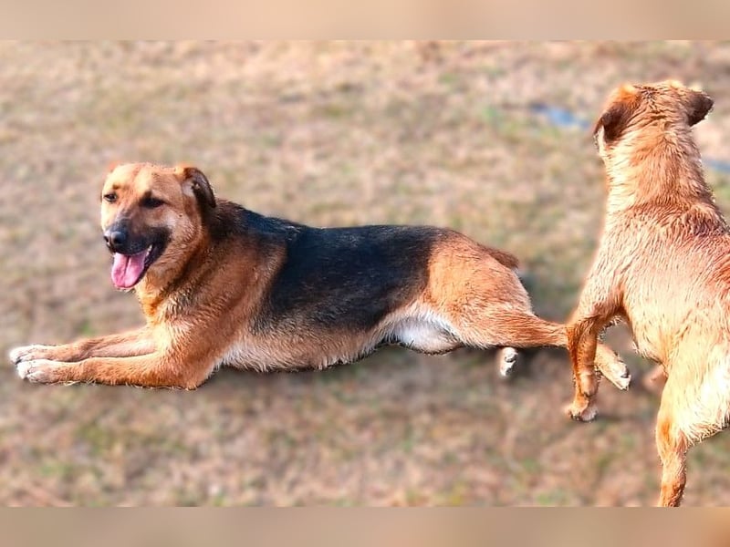 Bella, Hündin, absolut lieb und verschmust