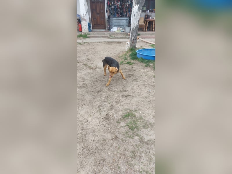 Felix, 1 Jahr alt, sucht seine Familie