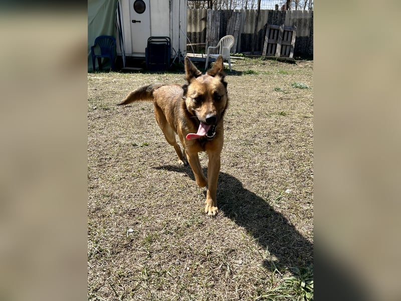 Wunderbare Lola, 3 Jahre alt, ca. 41 cm groß, sucht dich!