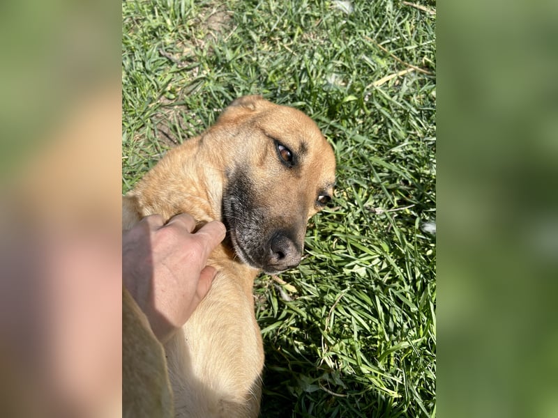 Bella, Hündin, absolut lieb und verschmust