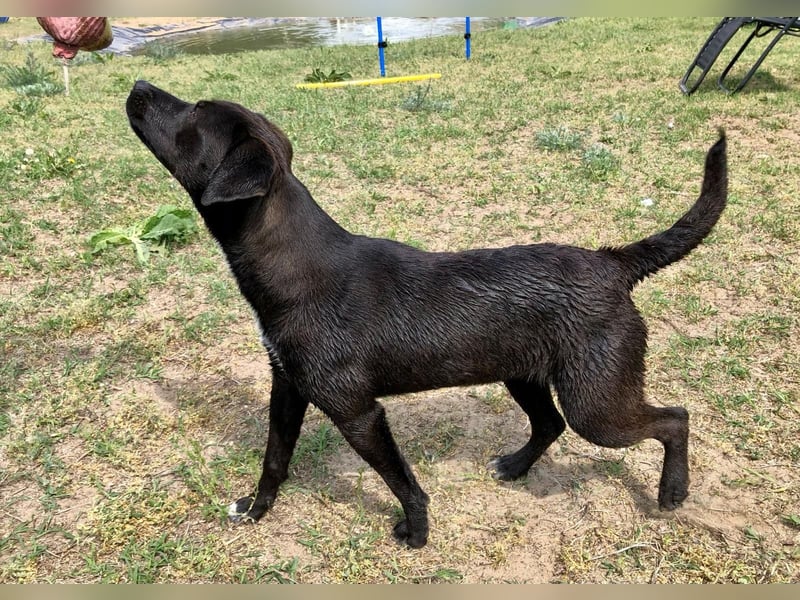 Unsere Traumhündin Dèzi sucht dich!